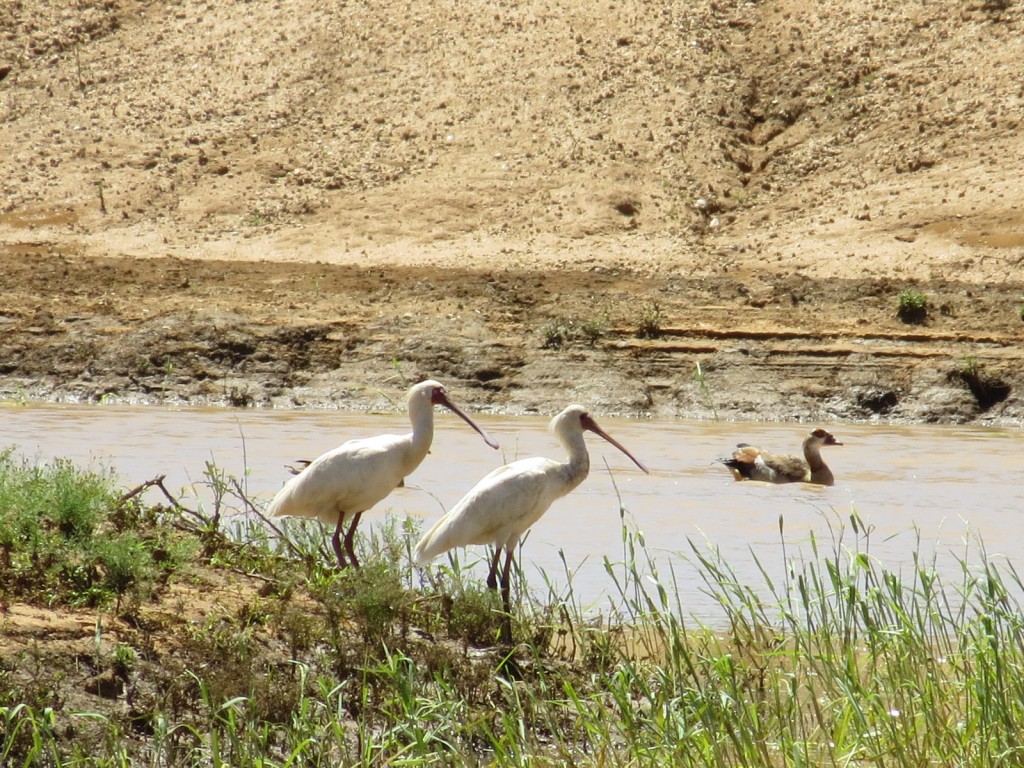 Afrikanischer Löffler1_African Spoonbill_Platalea alba