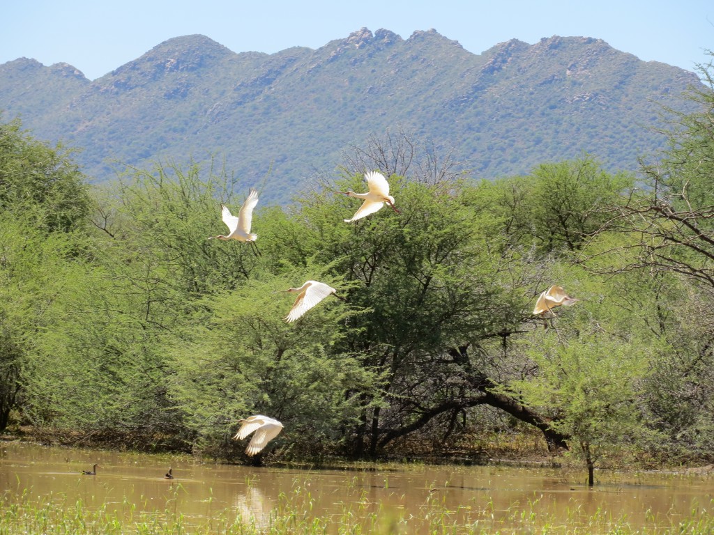 Afrikanischer Löffler3_African Spoonbill_Platalea alba