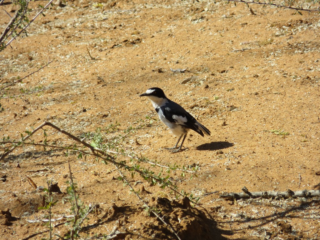 Drosselwürger_ White-tailed Shrike_Lanitturdus torquatus