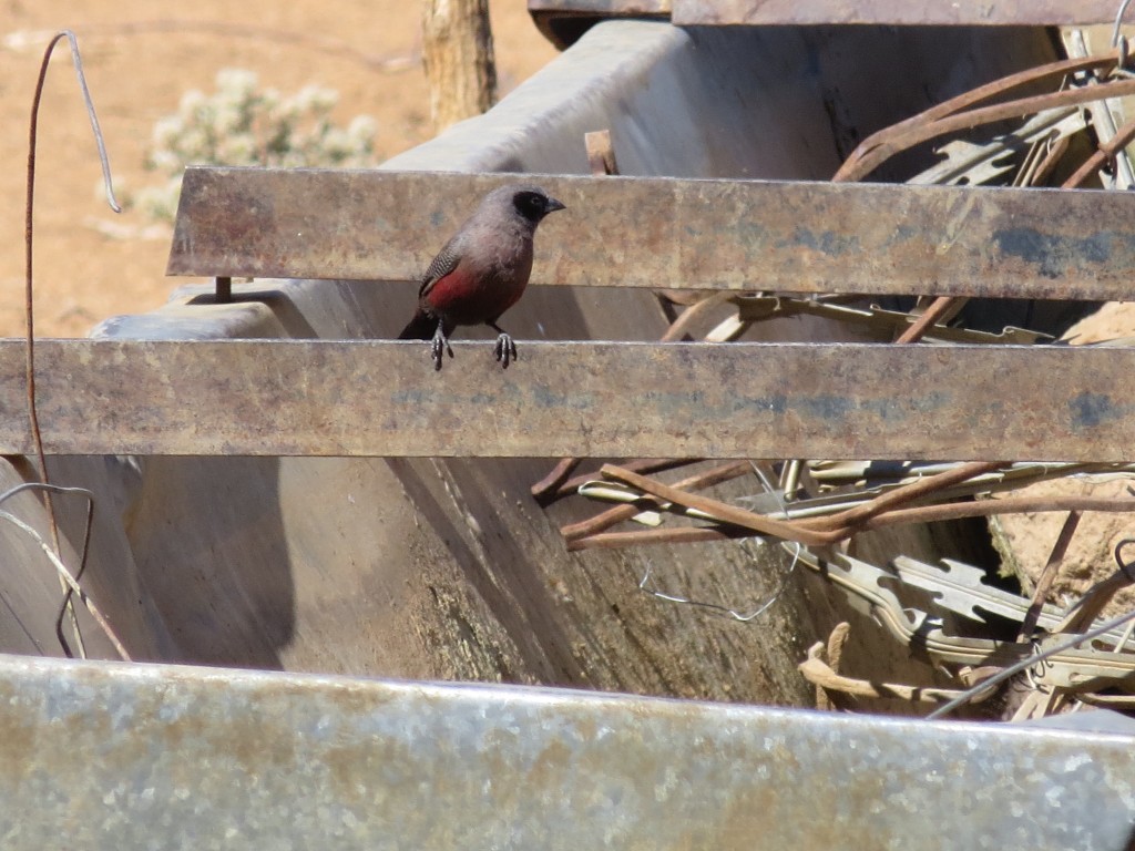 Elfenastrild_Black faced Waxbill_Estrilda erythronotos