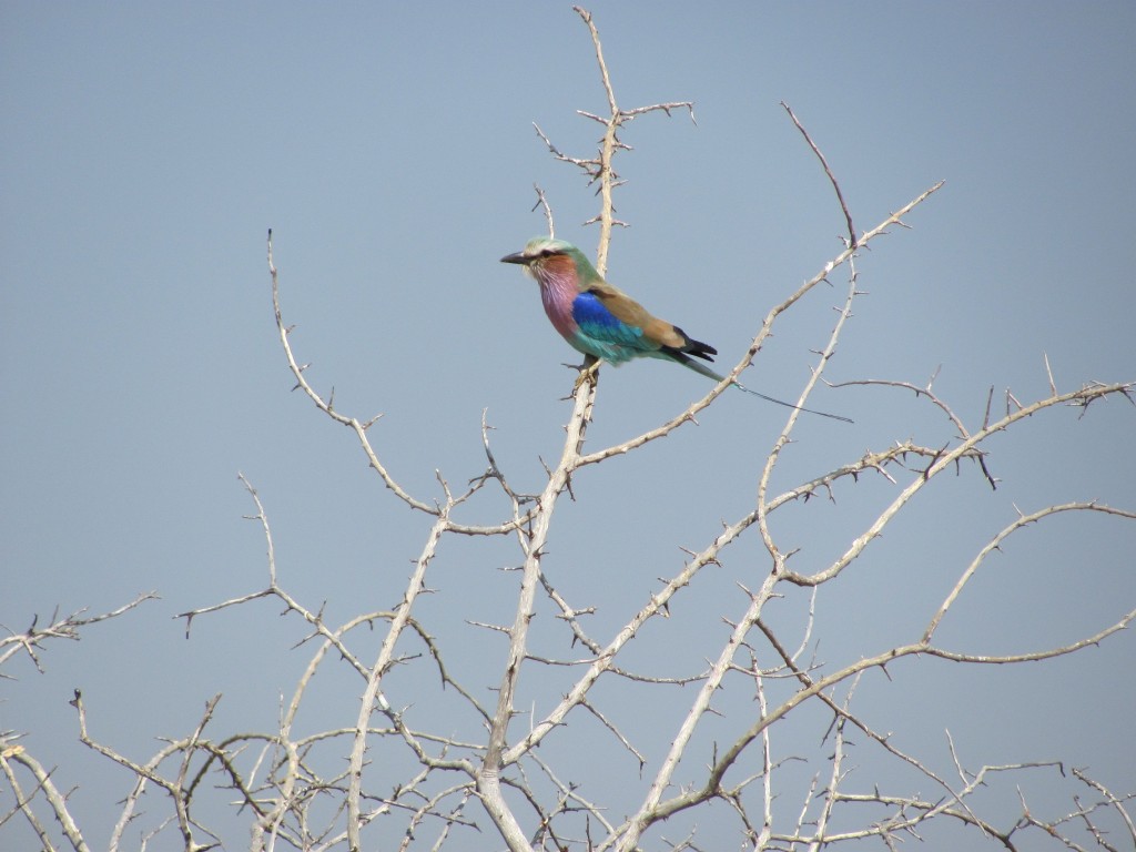 Gabelracke_Lilac-Breasted Roller_Coracias caudatus