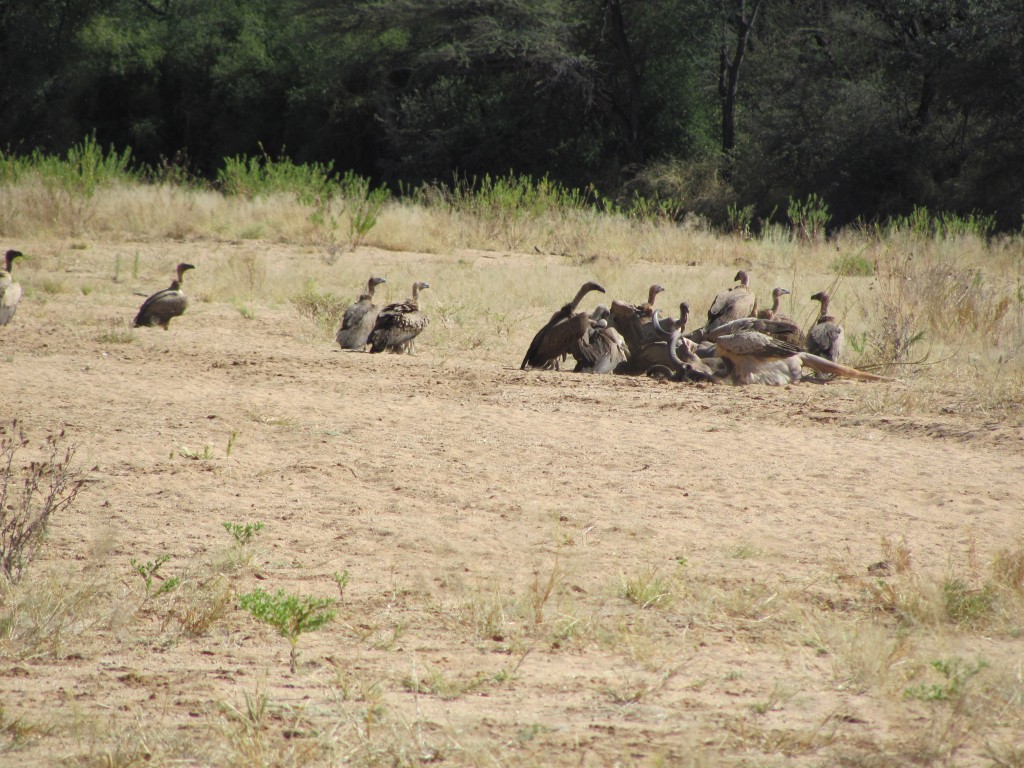 Geier an einem verendeten Kudubullen