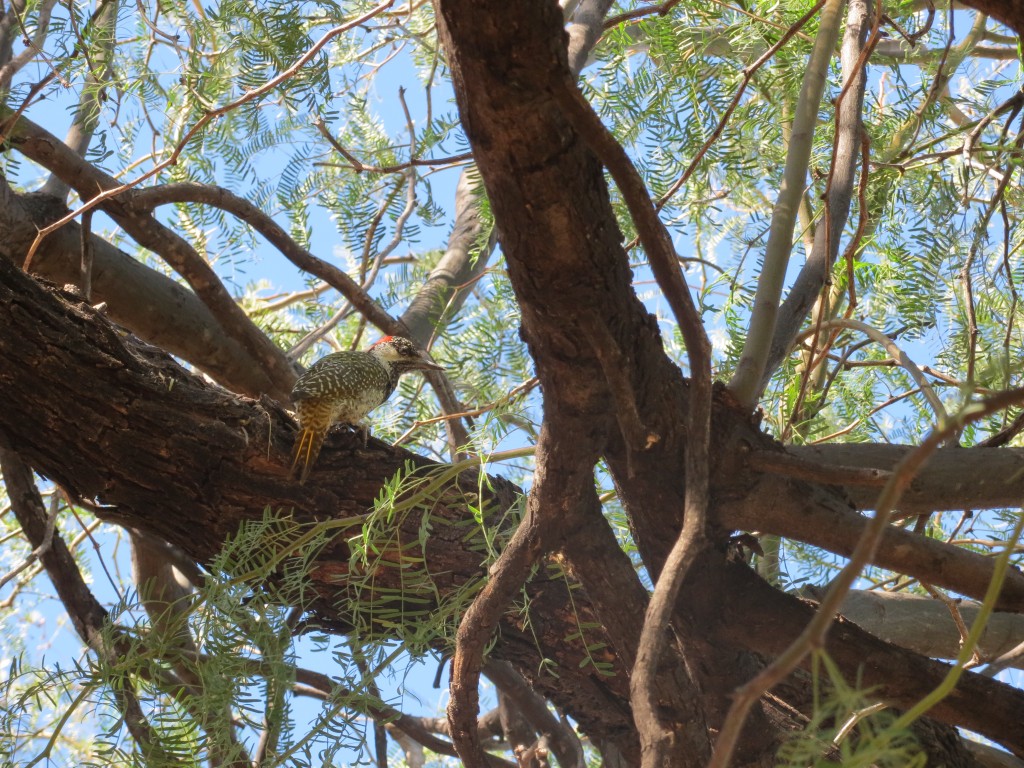 Goldschwanzspecht- Golden-tailed Woodpecker_Campethera abingoni
