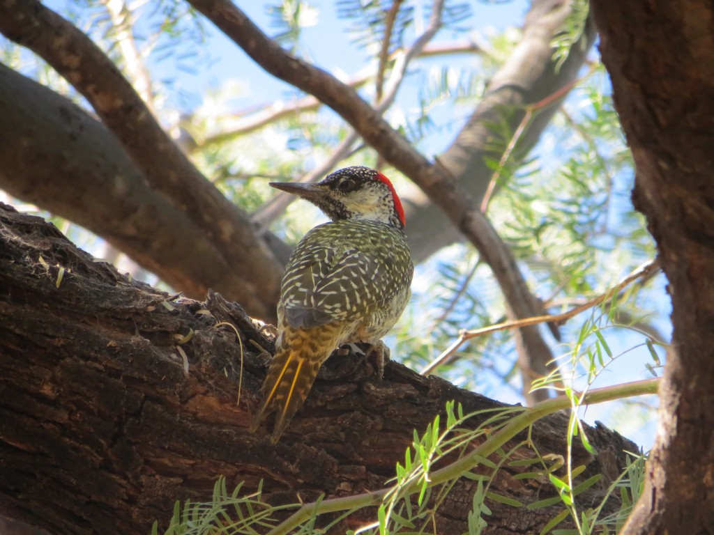 Goldschwanzspecht- Golden-tailed Woodpecker_Campethera abingoni (2)