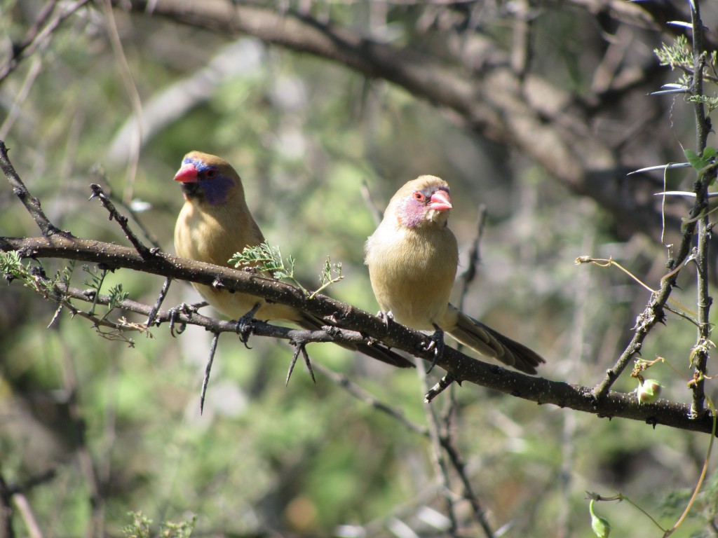 Granatastrild_- Violet- eared Waxbill_Uraeginthus granatina