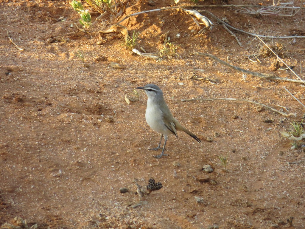 Kalahariheckensänger_Kalahari Scrub-robin_Cercotrichas paena