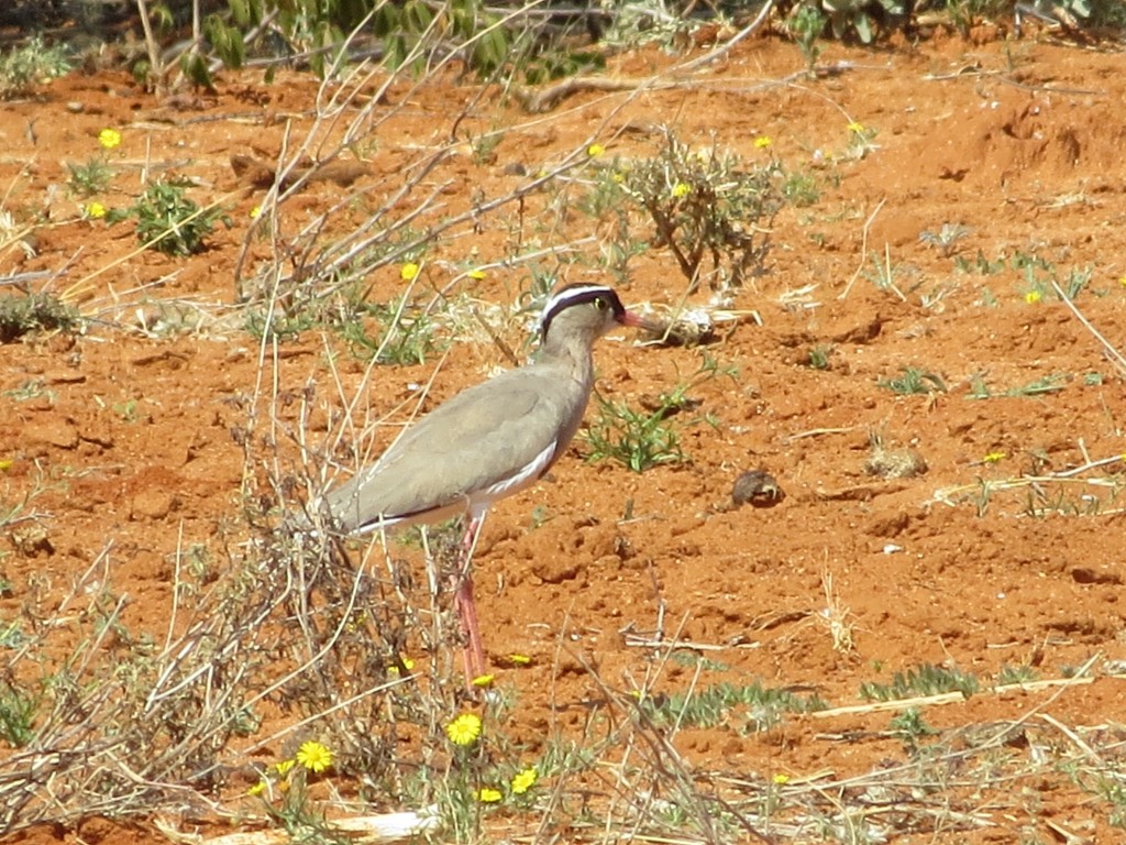 Kronenkiebitz_Crowned Lapwing_Vanellus coronatus