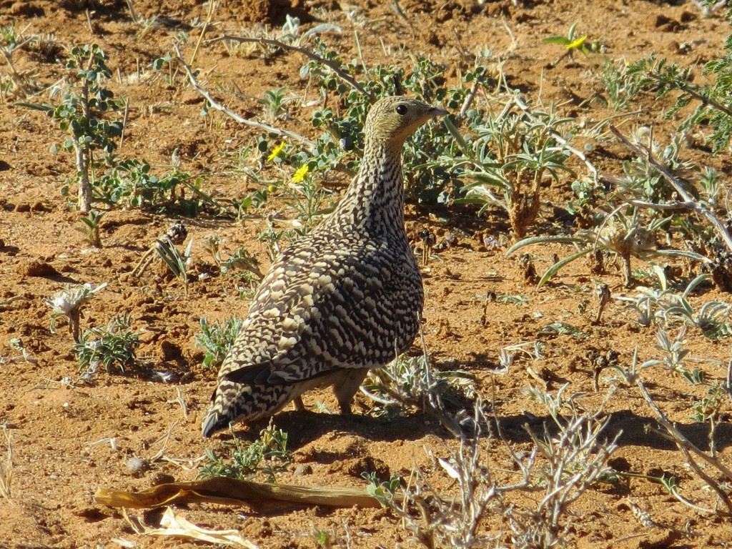 Namaflughuhn_Namaqua Sandgrouse_Pterocles namaqua