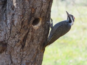 Namaspecht_Bearded Woodpecker_Dendropicos namaquus