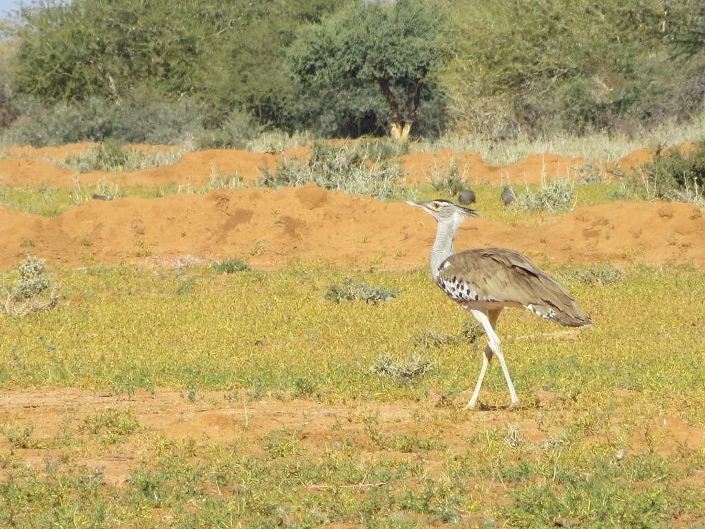Riesentrappe_Kori Bustard_Ardeotis kori