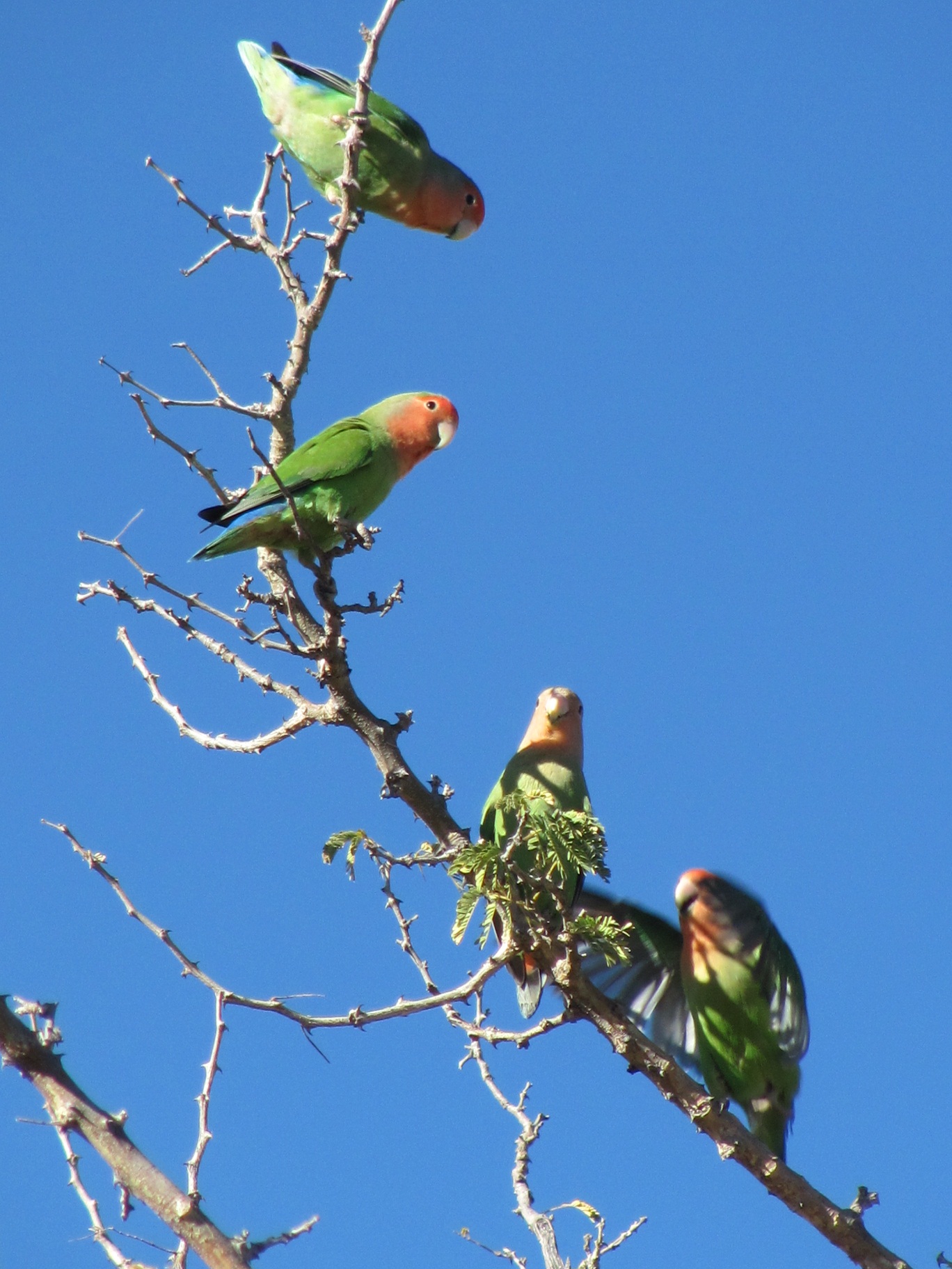 Rosenköpfchen_Rosy-faced Lovebird_Agapornis roseicollis