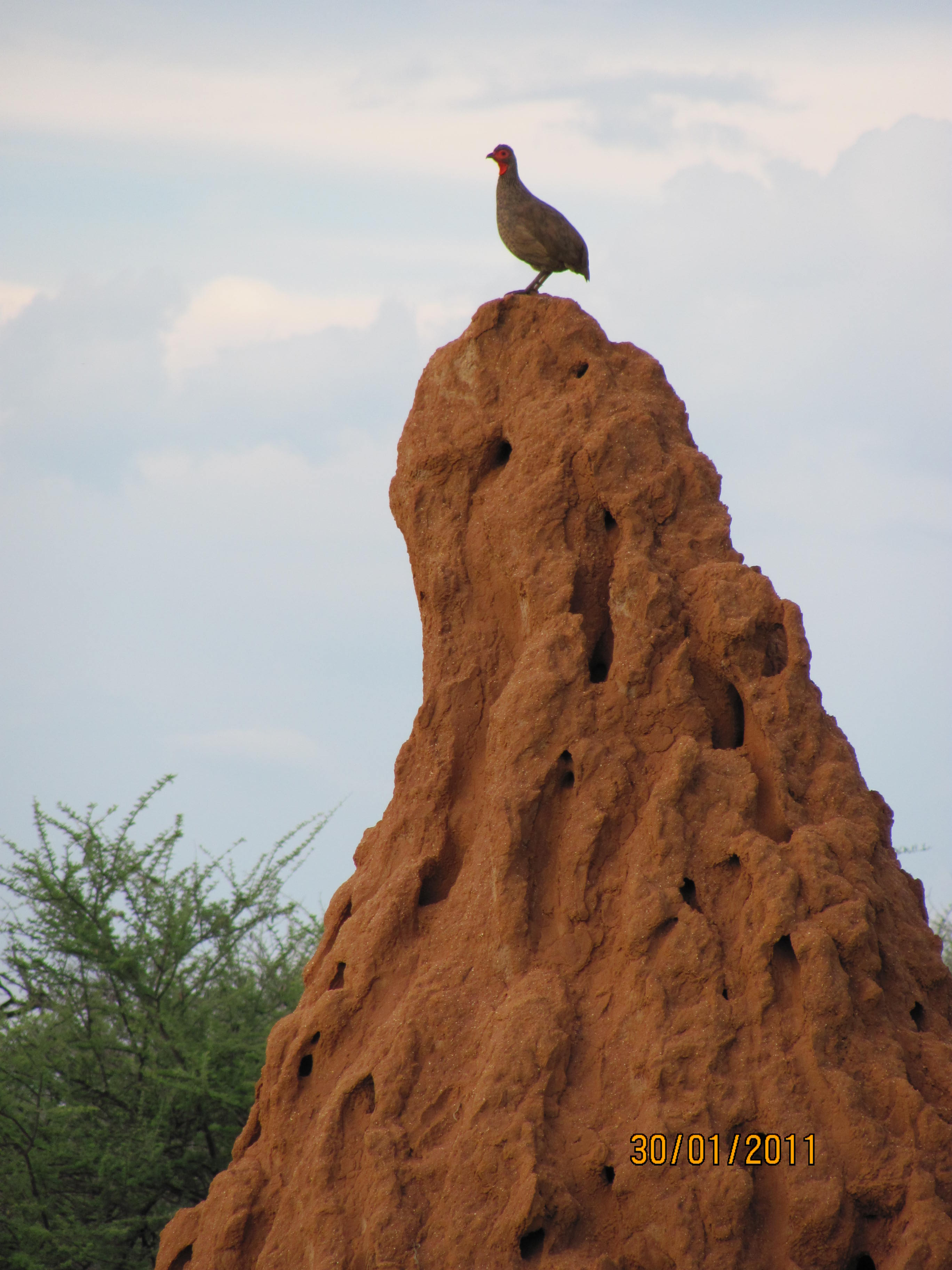 Swaisonfrankolin_Swaisons Spurfowl_Francolinus swainsonii
