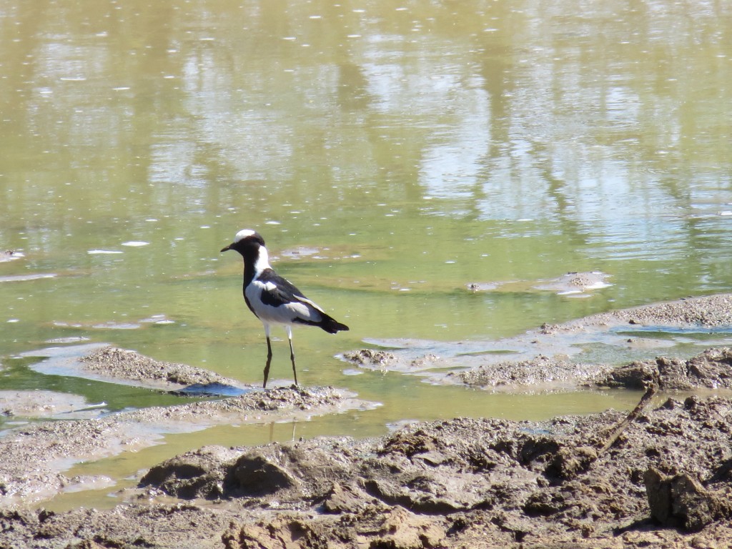 Waffenkiebitz_Blacksmith lapwing_Vanellus armatus