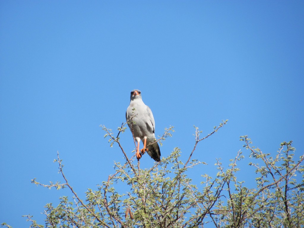 Weißbürzel-Singhabicht_Southern Pale Chanting Goshawk_Melierax poliopterus