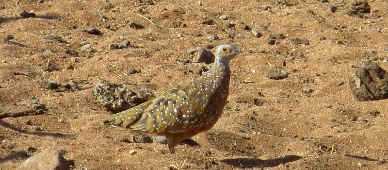 Fleckenflughuhn_Burchells Sandgrouse_Pterocles burchelli