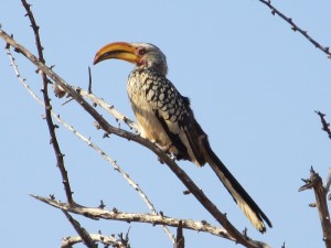 Südlicher Gelbschnabeltoko_Southern Yellow-billed Hornbill_Tockus leucomelas