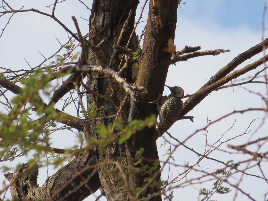 Kardinalspecht_Cardinal Woodpecker_Dentropicus fuscescens