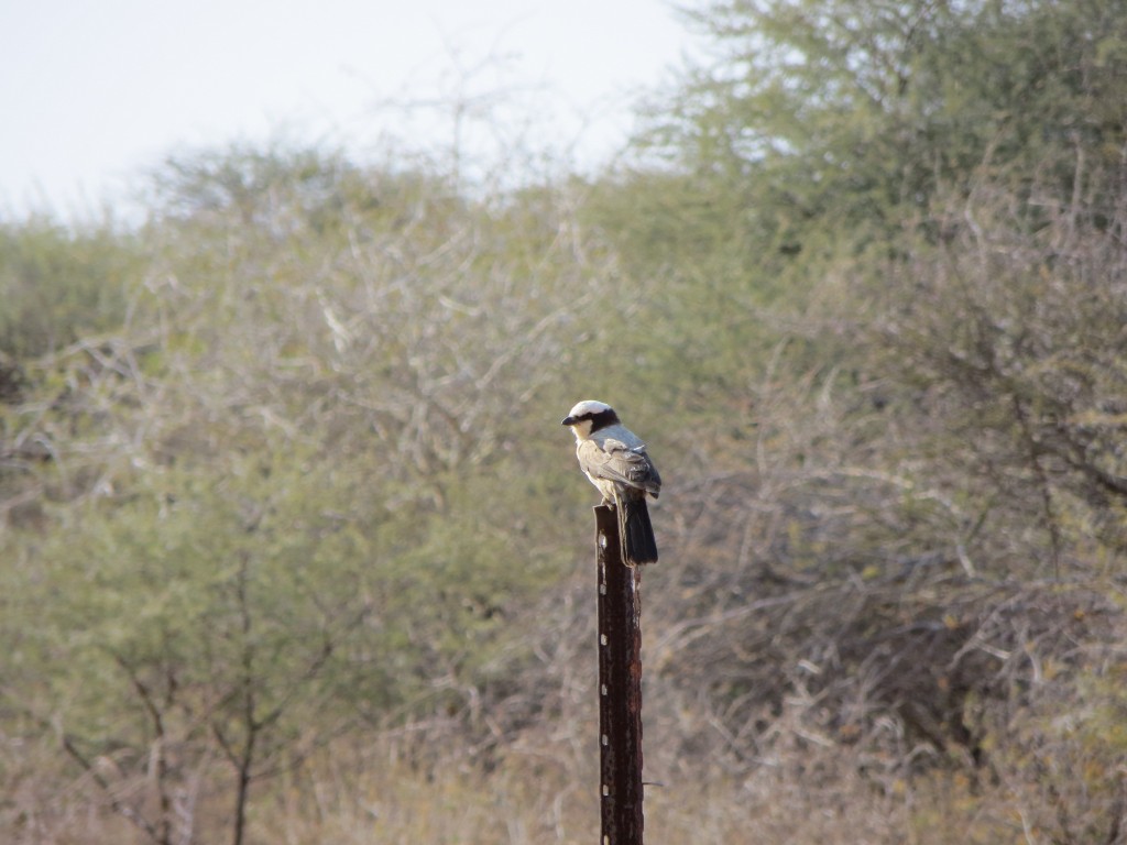 Weißscheitelwürger