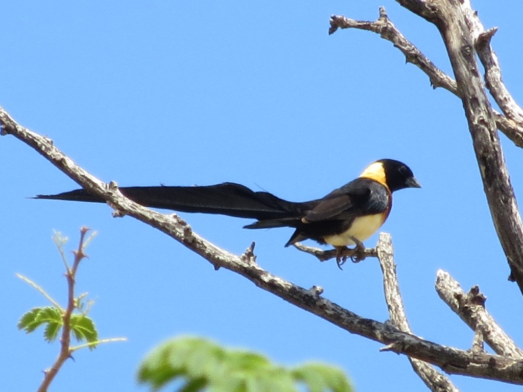 Spitzschwanz- Paradieswitwe