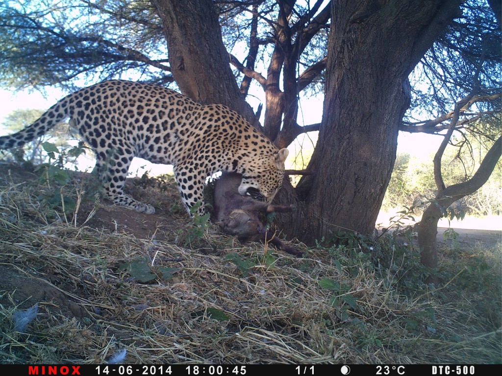 P056-374-256-355-11060