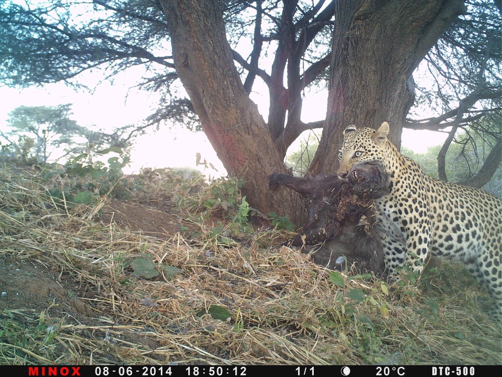 P148-381-256-336-14029