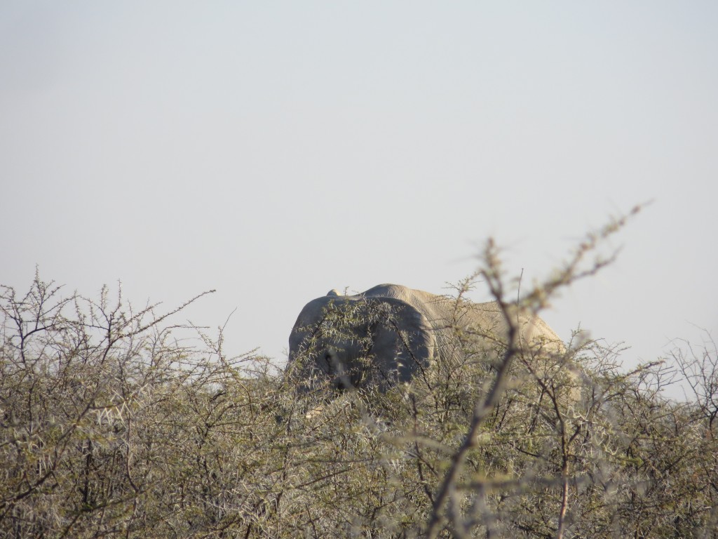 Elefant im Dickbusch