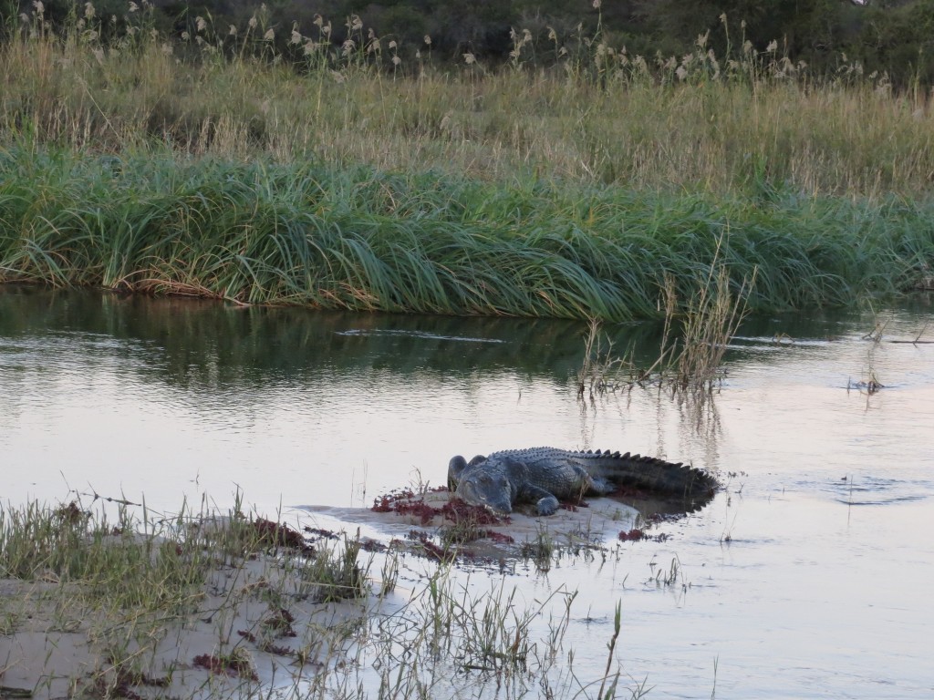 Krokodil_Okawango
