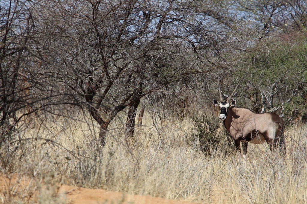Oryx imBusch