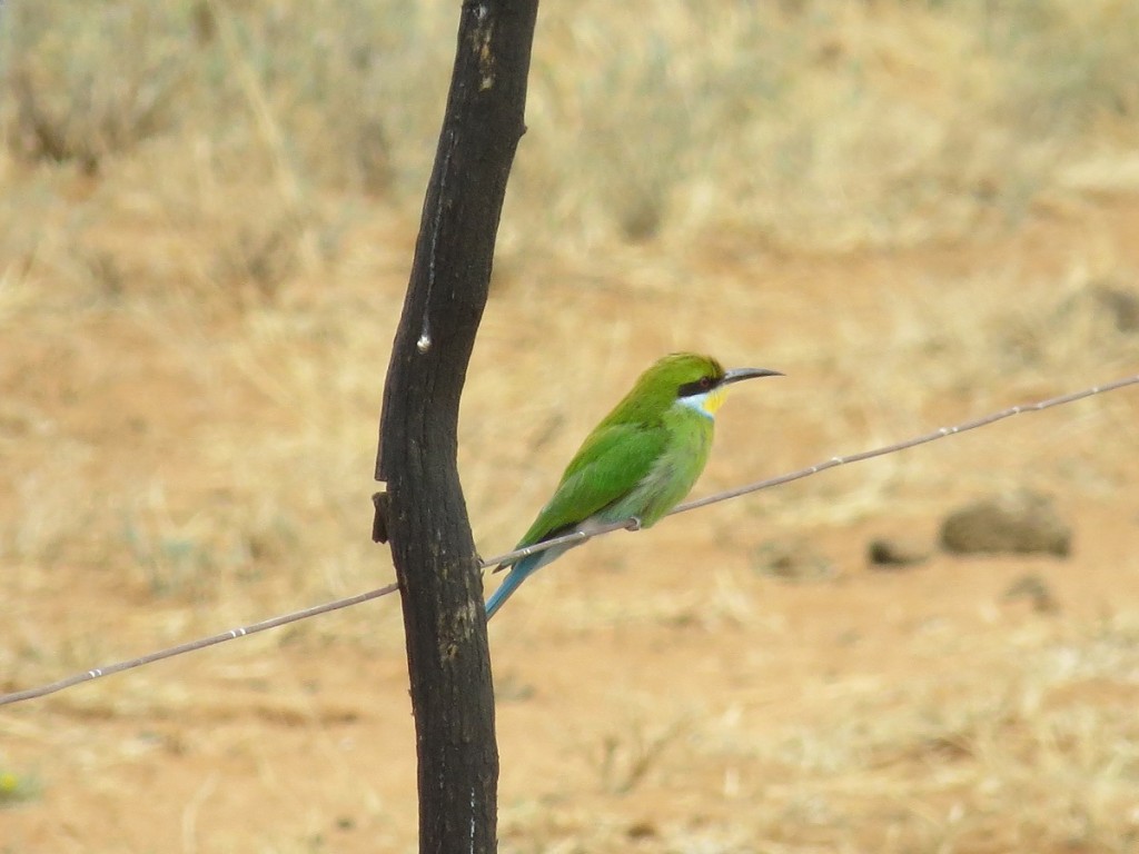Schwalbenschwanzspint