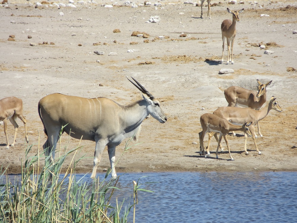 Eland und Impalas am Wasserloch