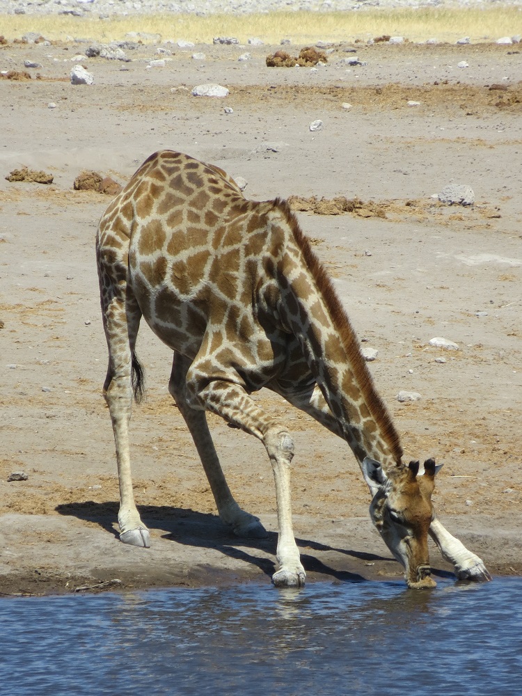Giraffe schöpft am Wasserloch