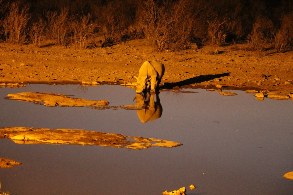 Nashorn nachts am Wasserloch