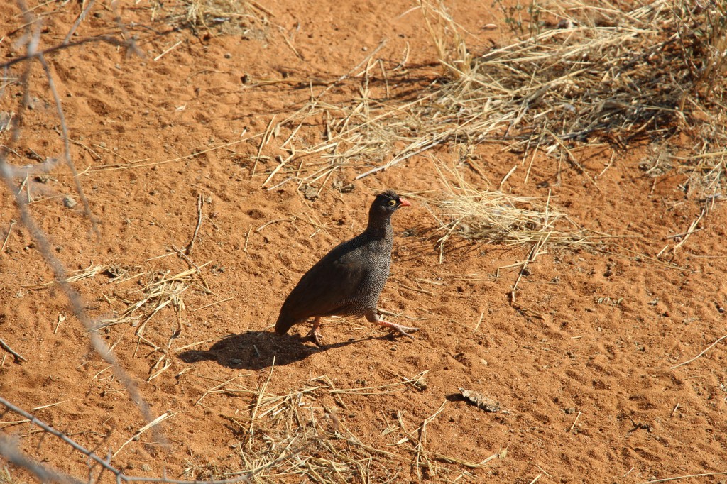 Rotschnabelfrankolin