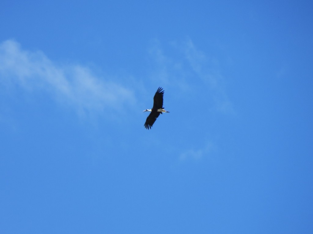 fliegender Wollhalsstorch