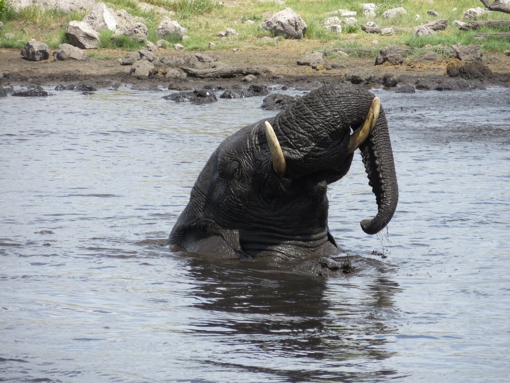 Elefant am Nuamses Wasserloch