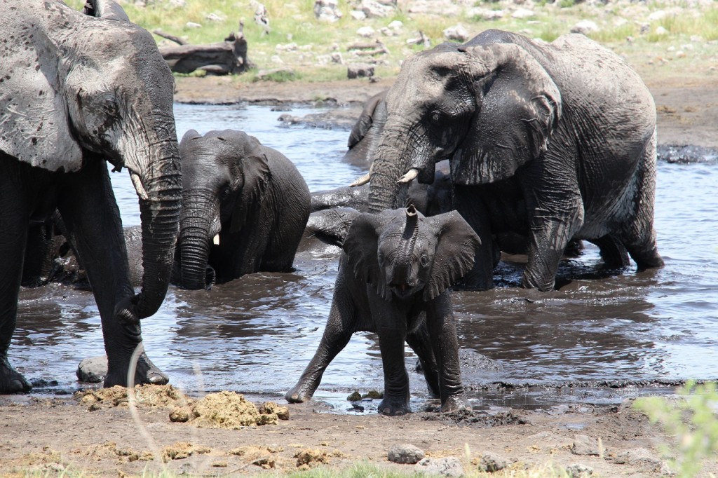Elefantenbad am Nuamses Wasserloch