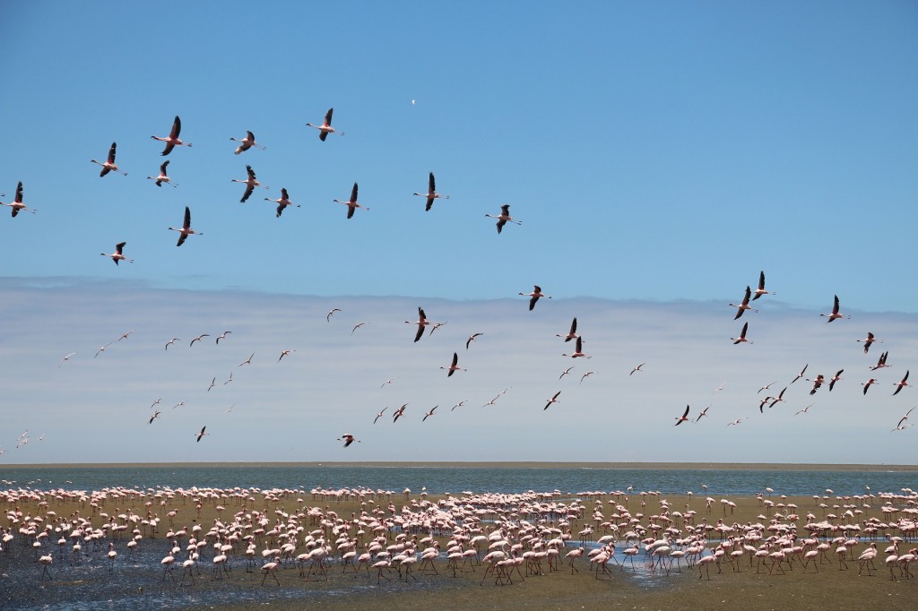 Flamingomassen - Lagoon in Walvis Bay