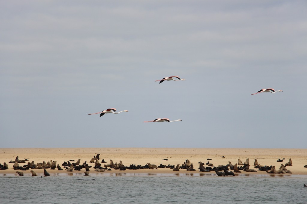 Flamingos über Robbenkolonie
