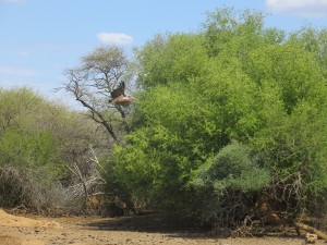 Fliegender Marabu