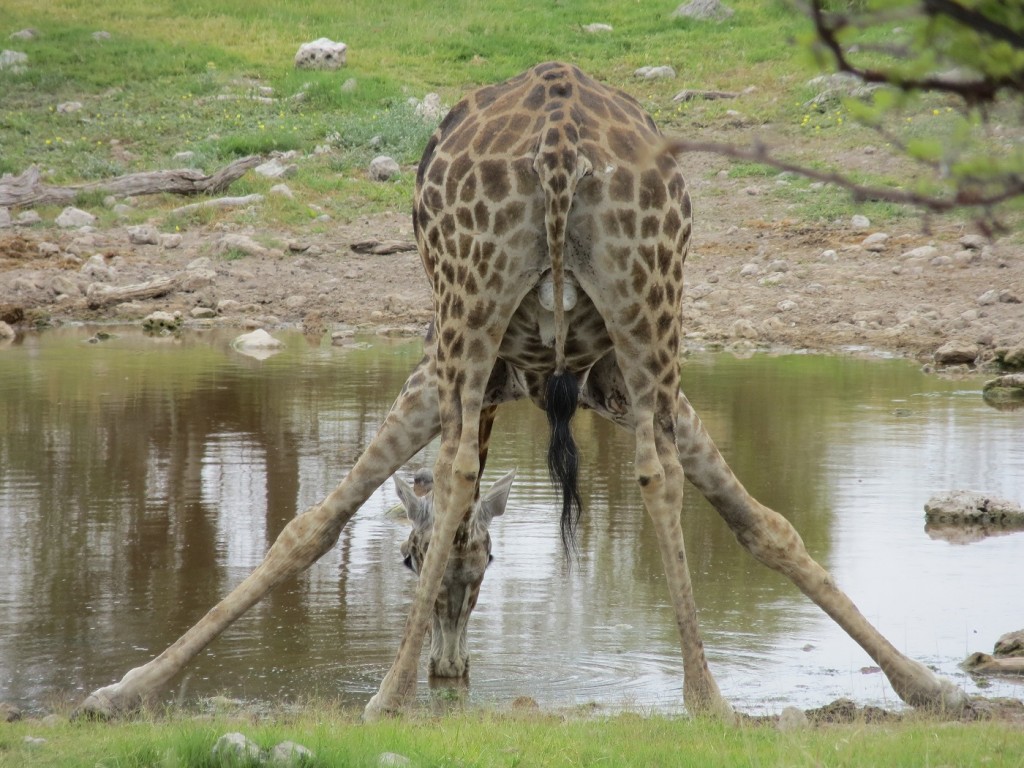 Giraffe am Groot Okevi Wasserloch