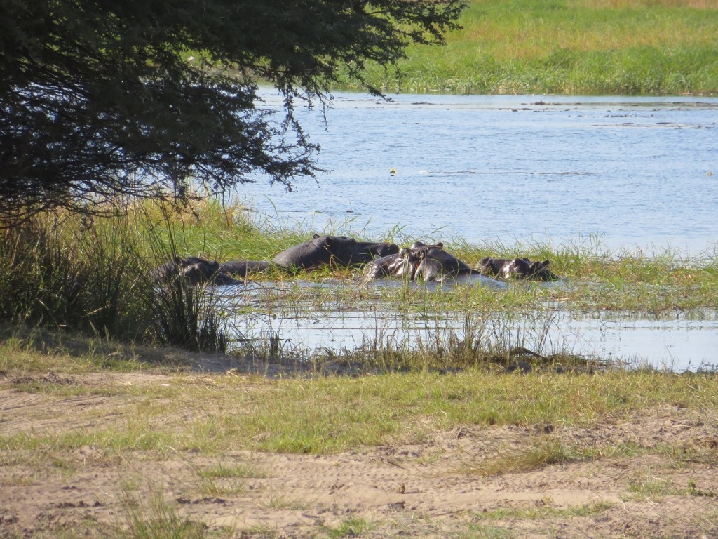 Hippos im Mahango NP