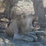 Löwe bei Okondeka