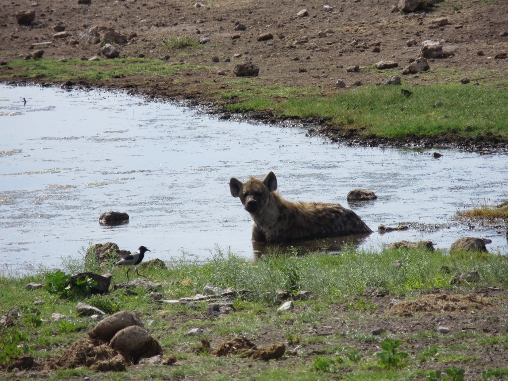 badende Hyäne im Koinachas Wasserloch