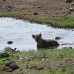 badende Hyäne im Koinachas Wasserloch