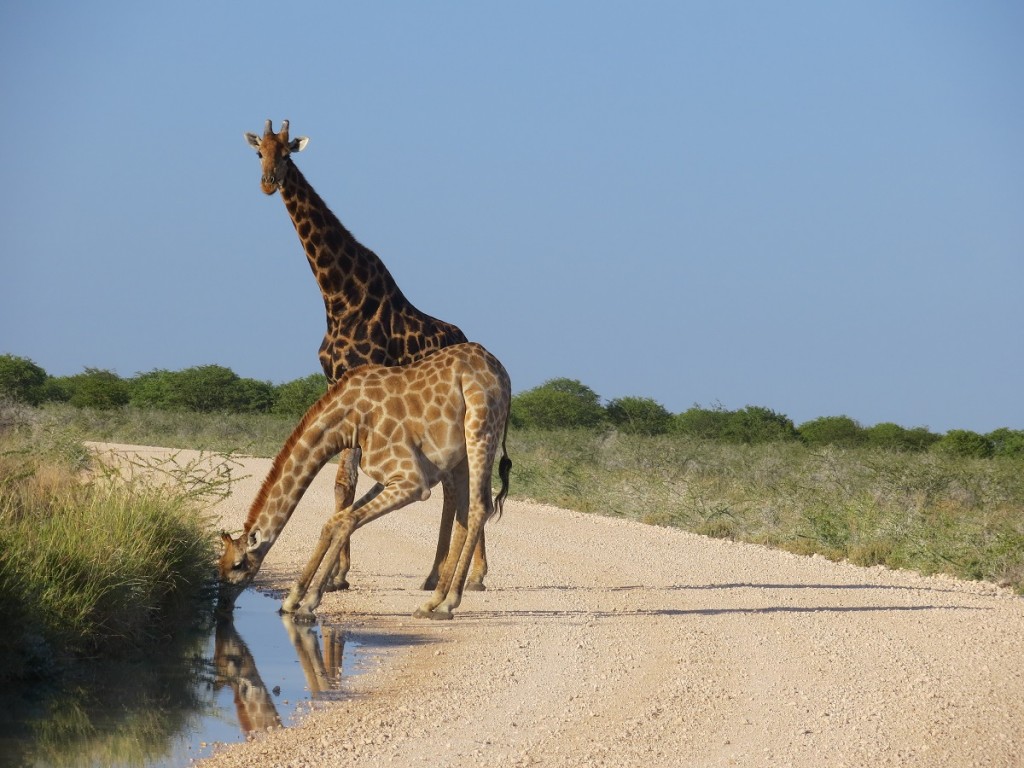 Giraffe trinkt am Fahrweg