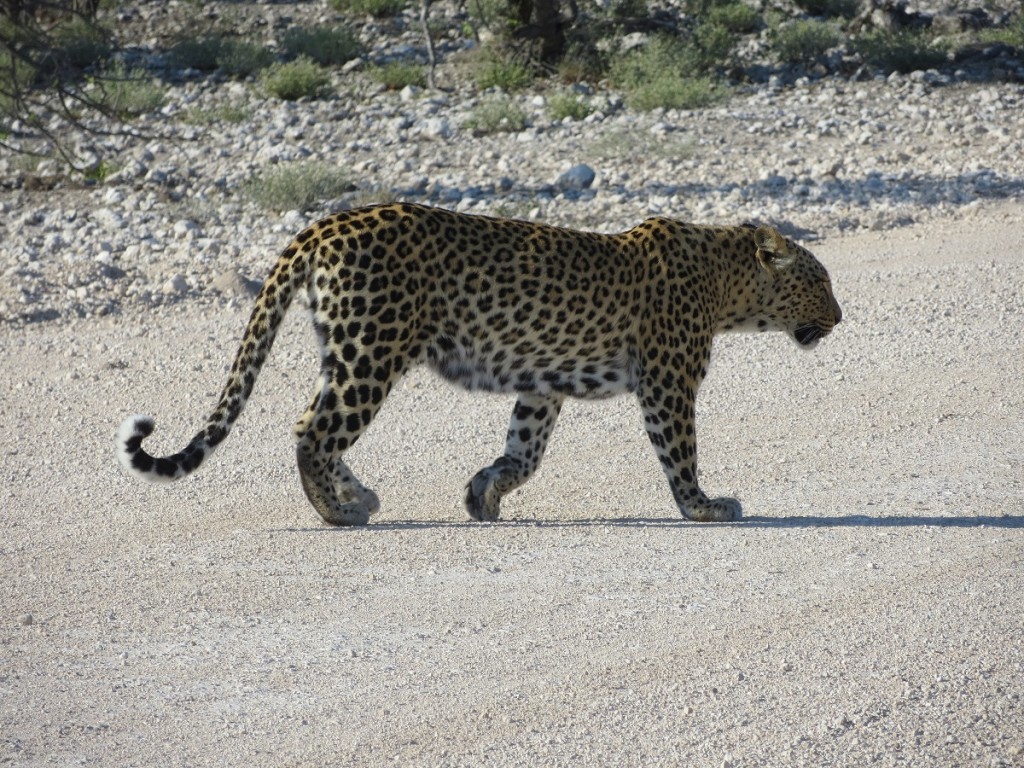 Leopard in Etosha NP