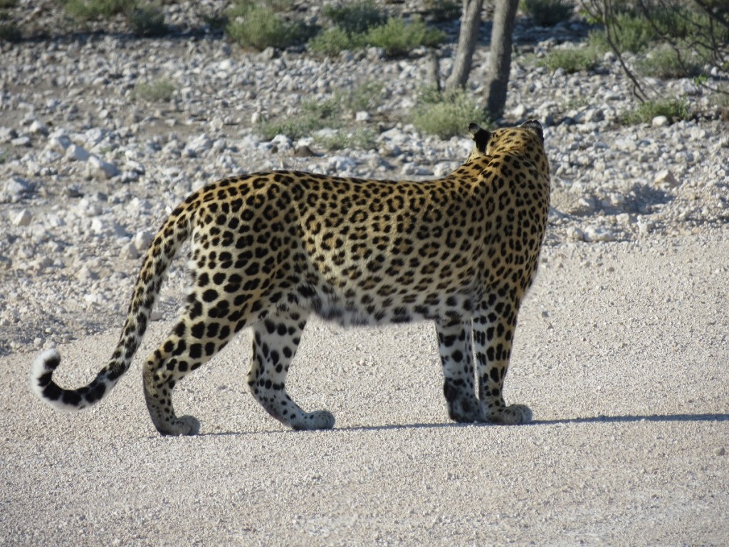 Leopard kreuzt Weg
