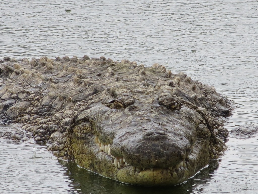 Krokodil